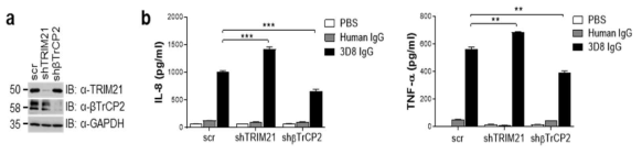 Scramble과 β-TrCP2 녹다운 세포주에서 β-TrCP2의 발현을 비교한 western blot 결과 (a)와 3D8 IgG 항체의 세포 유입시 분비되는 IL-8, TNF-α를 검출한 ELISA 결과 (b)
