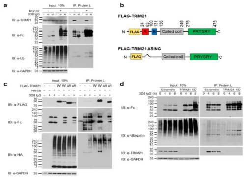 THP-1 세포내로 유입된 IgG 항체의 폴리 유비퀴틴화는 TRIM21에 의해 매개되지 않음을 보여주는 면역침강 및 웨스턴블로팅 결과