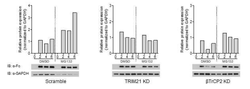 각 THP-1 녹다운 세포주(scramble, TRIM21 녹다운, βTrCP2 녹다운)에서 3D8 IgG의 분해정도를 시간에 따라 확인한 웨스턴블롯 결과