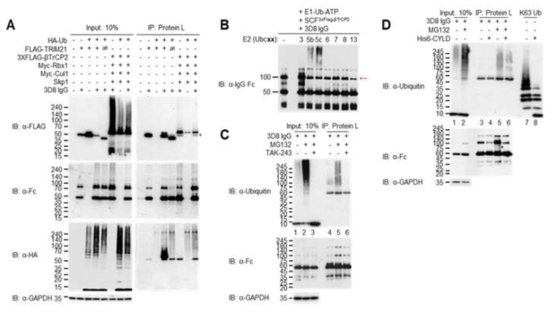 THP-1 세포내로 유입된 3D8 IgG 항체의 K63 유비퀴틴화는 βTrCP2에 의해 매개됨을 보여주는 면역침강법 및 웨스턴블롯 결과