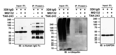 E1 저해제 TAK-243에 의한 3D8 IgG의 ubiquitination 변화를 확인한 IP-western blot
