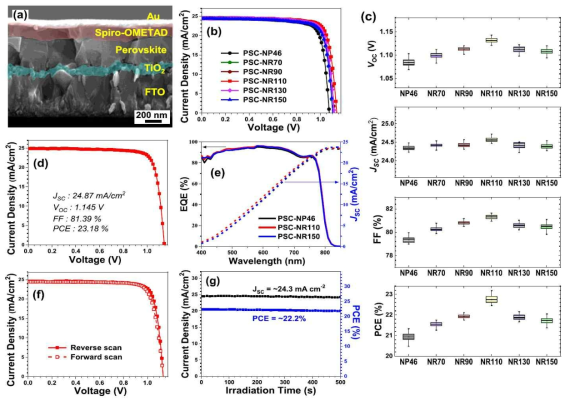 (a) PSC 소자의 단면 SEM 사진, (b) J-V curves, (c) PV parameters, (d) champion 소 자의 J-V curve, (e) IPCE spectra, (f) reverse 및 forward scan에 의해 얻어진 J-V curves, (g) continuous illumination에서 얻은 steady state power curves