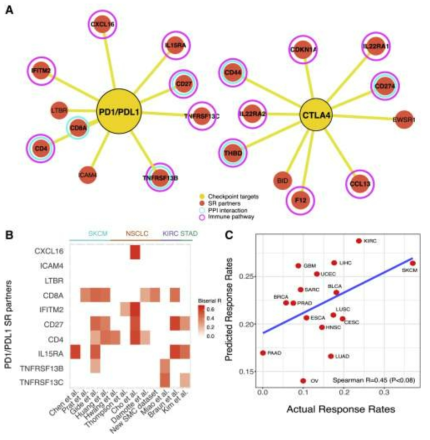(A) 면역항암제 반응성 예측에 사용한 PD1/PDL1, CTLA4의 합성치사 파트너 유전자들. 보라색원은 면역관련 유전자,하늘색 원은 PPI 상호작용을, 노란색 원은 면역 checkpoint 표적 유전자를 나타냄. (B) 12개의 다양한 면역항암제 코호트에서개별 합성치사 유전자의 발현정도와 면역항암제에 대한 반응성과의 연관성 분석. 개별 코호트에 따라서 연관성을 보이는 개별유전자들이 전혀 다름. (C) 각 암종에서 면역항암제의 평균 반응률의 차이를 각 암종에서의 평균 합성치사 스코어를 기반으로예측할 수 있음 (Spearman R = 0.45, p < 0.08)
