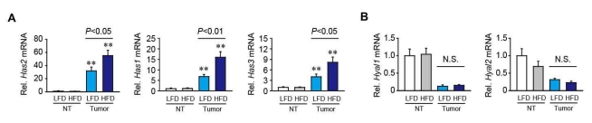 종양부위와 비종양부위(Non-tumor, NT)에서 히알루론산 조절 효소 발현 분석