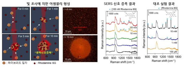 광학 신호(예:SERS) 검출을 통한 분석물질에 대한 1,000배 이상의 신호 증폭 효과 확인