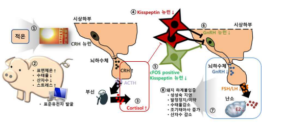 본 연구개발의 최종 결과