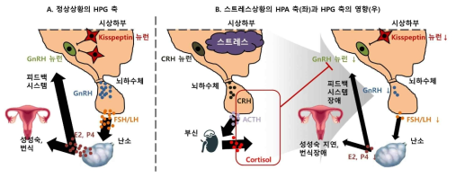 정상상황의 HPG 축(A)과 HPA 축의 HPG 축으로의 영향(B)