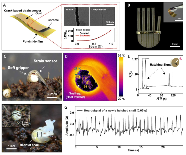 초소형 소프트 그리퍼의 바이오 생체 신호 측정 민 분석 (A) 고 민감도를 가진 균열 기반의 초박막형 센서 (B) 그리퍼와 고민감도 센서와 결합 (C) 달팽이 알을 잡은 소프트 그리퍼 (D) 달팽이 알에 열전달을 가하는 소프트 그리퍼 (E) 달팽이 알의 부화 신호 측정 (F) 막 부화한 달팽이의 심장 (G) 마이크로 단위 크기를 지닌 심장 신호를 측정한 그래프