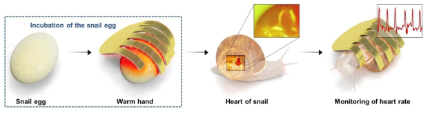 달팽이 알과 새끼 달팽이를 이용하는 in vivo test 모식도