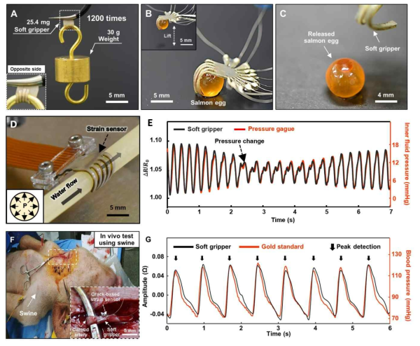 가변 강성 그립이 가능한 초소형 소프트 그리퍼. (A) 자신의 1200배 무거운 추를 들고 있는 그리퍼 (B) 연어 알은 잡은 소프트 그리퍼. (C) 소프트 그리퍼에서 놓아졌을 때 손상이 없는 연어 알. (D~E) 인공 혈관 셋업을 이용한 In vitro 실험 (F~G) 돼지를 이용한 In vivo 실험