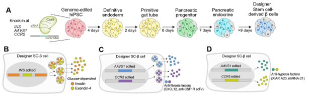 (A) 줄기세포의 유전체 교정을 통해 INS, AAVS1, 혹은 CCR5 위치에 다양한 기능성 유전자를 삽입해 줌. 이 유전체 교정 줄기세포들의 분화를 통해 원하는 유전자가 삽입된 ‘유전체 교정 줄기세포 유래 베타세포’를 확보함. 이 전략을 통해, (B) INS 위치에 Exendin-4의 유전자를 삽입하여 세포의 포도당 반응성을 높이거나, (C) AAVS1 및 CCR5 위치에anti-fibrosis 유전자를 삽입해 device 및 세포를 보호하거나, (D) anti-hypoxia 유전자를 삽입해 저산소 조건에서의 세포의사멸을 억제할 수 있음
