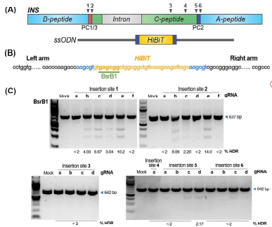 hiPSC에서의 INS 유전자 교정 전략 및 결과. (A) 총 6개의 위치 에 HiBiT 서열을 삽입하는 유전자 교정을 수행함. (B) HiBiT 서열이 삽입 된 PCR product는 BsrB1 효소에 의해 잘리게 됨. PCR product가 잘린 정도를 전기영동을 통해 측정하면, 결과적으로 유전자 삽입의 효율을 측정 할 수 있음. (C) 각 유전자 삽입 위치마다 여러 개의 gRNA를 설계하여 유전자 교정을 진행한 결과, 삽입 위치 1번과 2번이 gRNA e와 함께 이용 되었을 때 가장 높은 효율의 유전자 삽입 결과를 보여주었음