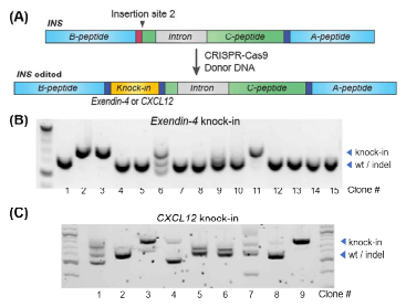 (A) hiPSC의 INS 유전자 2번 위치에 Exendin-4 및 CXCL12 서열을 삽입하는 유전자 교정의 모식도. (B) Exendin-4 및 (C) CXCL12가 삽입된 클론을 분리한 실험 결과