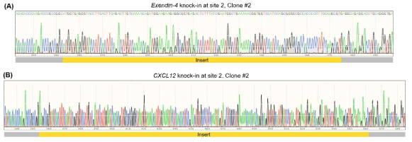 Sanger seqeuncing을 통해 정확한 Exendin-4의 삽입 및 정확한 CXCL12의 삽입을 확인함