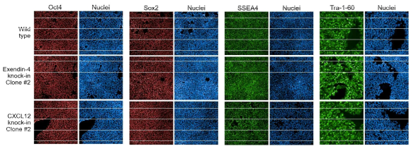 Wild type, Exendin-4 삽입, 그리고 CXCL12 삽입 hiPSC 모두에서 줄기세포 marker인 Oct4, Sox2, SSEA4, Tra-1-60가 비슷한 수준으로 관찰됨. 이를 통해 유전체 교정 후에도 줄기세포의 특성이 유지됨을 확인함