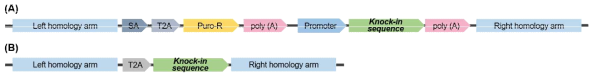 (A) Safe harbor locus 인 AAVS1, CCR5 및 CLYBL에서의 유전자 삽입을 위한 donor DNA 설계 전략. (B) GAPDH 및 ACTB의 C-terminal 영역에 유전자를 삽입하기 위한 donor DNA 설계 전략