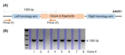 (A) AAVS1-specific knock-in을 확인하기 위한 genotyping 전략. (B) eGFP-PEST가 삽입된 클론을 분리한 실험 결과