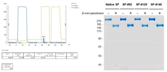 신규 합성 신호 펩타이드 서열 포함 정제된 단백질 순도 분석 결과
