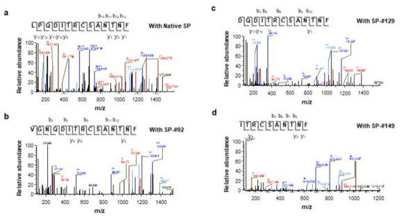 신규 합성 신호 펩타이드 서열 포함 단백질의 N말단 분석 결과