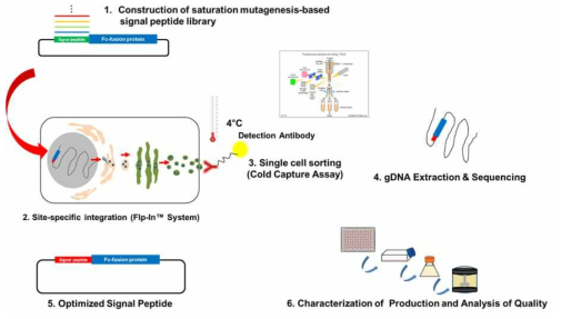 단백질 의약품 맞춤형 동물세포용 합성 신호 펩타이드 신규 발굴시스템 개념도