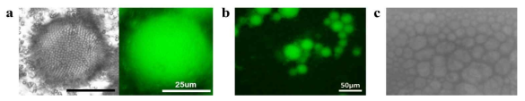 (a) PEG로 표면 개질된 폴리스타이렌 입자들이 물속 물방울의 표면에 흡착되어있는 모습의 직접 관찰. 광학현미경(Left), 형광이미지(Right). (b) 최소 한 달 이상 안정적으로 관찰되는 물- 물 액적. (c) 측면현미경으로 관찰한 고 내부 상 형태의 물-물 에멀젼