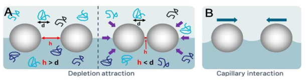 (A) 디플리션 힘(Depletion attraction)의 모식도. (B) 캐필러리 상호작용(Capillary interaction)의 모식도