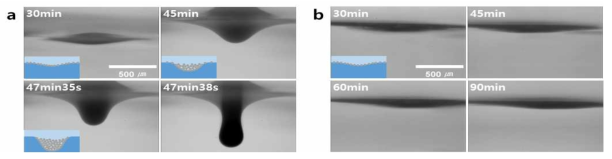 (a) 물-물 계면에 존재하는 실리카 마이크로입자들의 시간에 따른 뭉침 현상. (b) 물- 물 계면에 존재하는 PEG 사슬로 표면 개질된 실리카 마이크로입자들의 시간에 따른 관찰