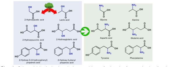 Selected bio-derived α-hydroxy acids as feedstocks for synthesis of amino acids