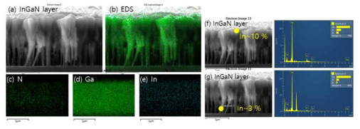 InGaN feather 모양의 나노선에 대한 backscattering SEM 사진과 N, Ga, In 양에 대한 EDS 결과 및 feather 형의 위치별 In 양의 분포