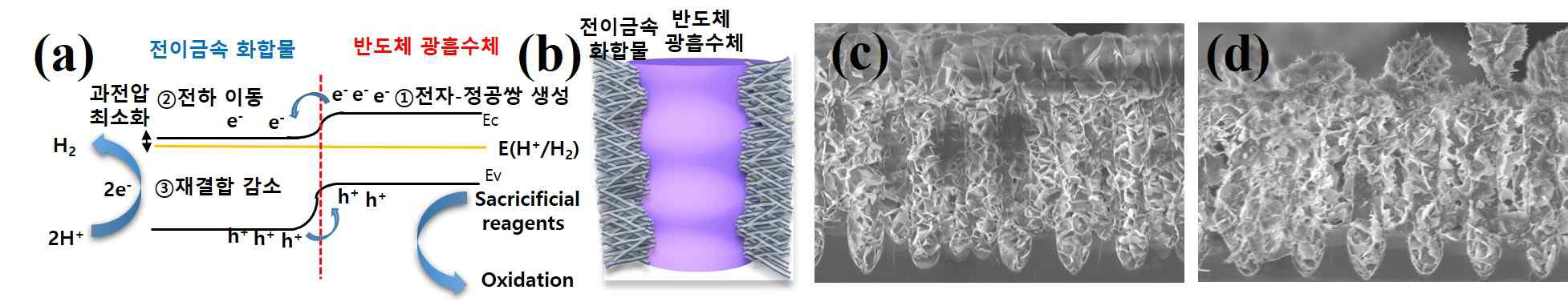 (a,b) 광흡수체/전이금속화합물이종접합밴드다이어그램및모식도. (c) 실리콘광흡수체/NiCo LDH nanosheet 이종접합 구조(d) 실리콘 광흡수체/NiCo LDH nanosheet-nanowire 이종접합단면SEM 이미지
