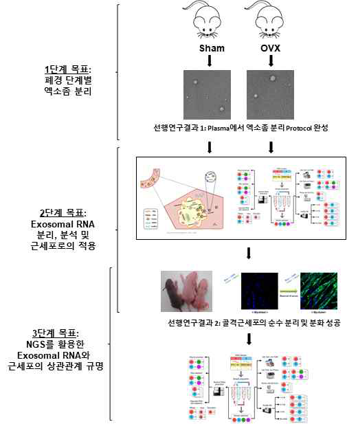 단계별 연구 목표 모식도