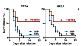 K58-R78번 펩타이드의 감염증 치료 효과 (CRPA, MRSA)