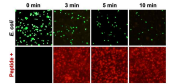 K58-R78번 펩타이드 처리에 따른 E. coli 내부 Green Fluorescent Protein (GFP) 유출 확인