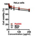 세포주에 대한 K58-R78번 펩타이드의 독성 확인 (HeLa cells)