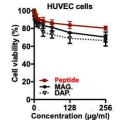 세포주에 대한 K58-R78번 펩타이드의 독성 확인 (HUVEC cells)