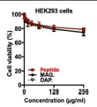 세포주에 대한 K58-R78번 펩타이드의 독성 확인 (HEK 293 cells)