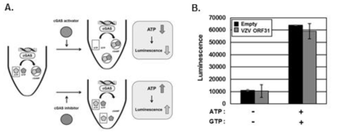 ATP 측정 기반 cGAS activity assay를 이용한 VZV ORF의 cGAS 조절 효능