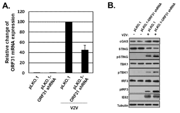 ORF31 knock down 후 VZV 감염으로 인한 cGAS-STING 경로 조절