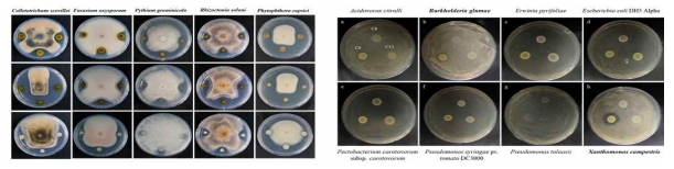 Screening of in vitro antifungal and antibacterial activity