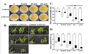 Effect of CNUC13 inoculation on maize seeds germination and vegetative plant growth