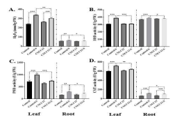 Changes in reative oxygen species and antioxidant enzyme activities in maize inoculated with CNUC13 under non-stress and salt stress conditions