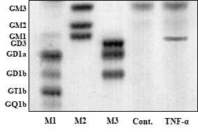 TNF-α 처리를 통한 gangliosides 발현 확인