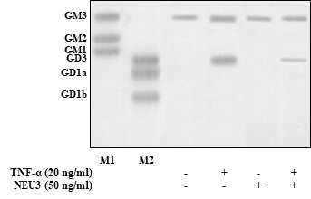 GD3 합성 효소 억제제 처리를 통한 GD3 발현 변화 확인