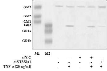 siRNA 기법을 이용한 GD3 발현 변화 확인