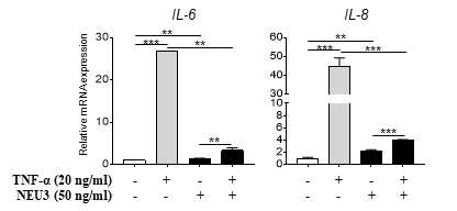 NEU3를 이용한 GD3 억제 후, TNF-α 처리에 따른 염증반응 비교