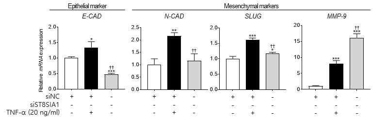 siRNA를 이용한 GD3 억제 후, TNF-α 처리에 따른 EMT 반응 비교