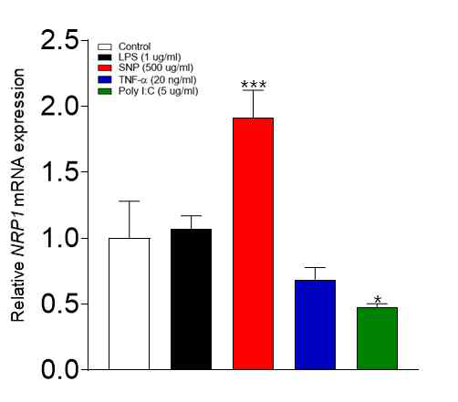 다양한 염증 유도 물질 처리를 통한 NRP1 발현 비교