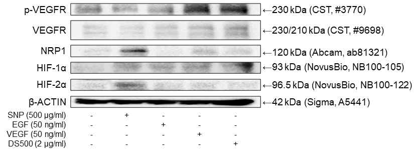 다양한 factor에 따른 VEGFR, NRP1, HIF-1α 및 HIF-2α 발현 비교 (24h)