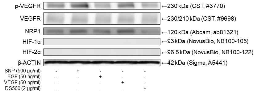 다양한 factor에 따른 VEGFR, NRP1, HIF-1α 및 HIF-2α 발현 비교 (72h)