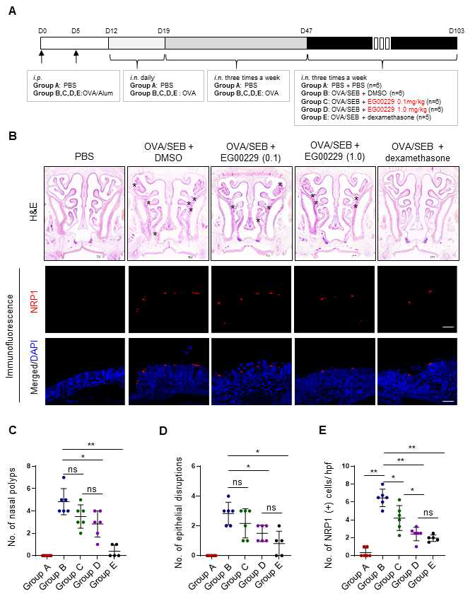 동물 모델 구축 및 NRP1 inhibitor (EG00229) 처리에 따른 조직학적 변화 확인